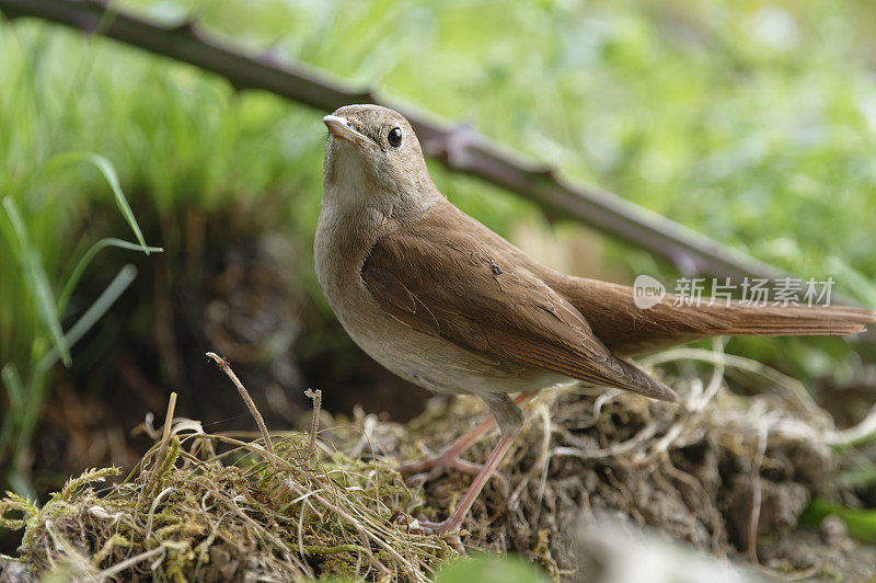 夜莺（Luscinia megarhynchos）